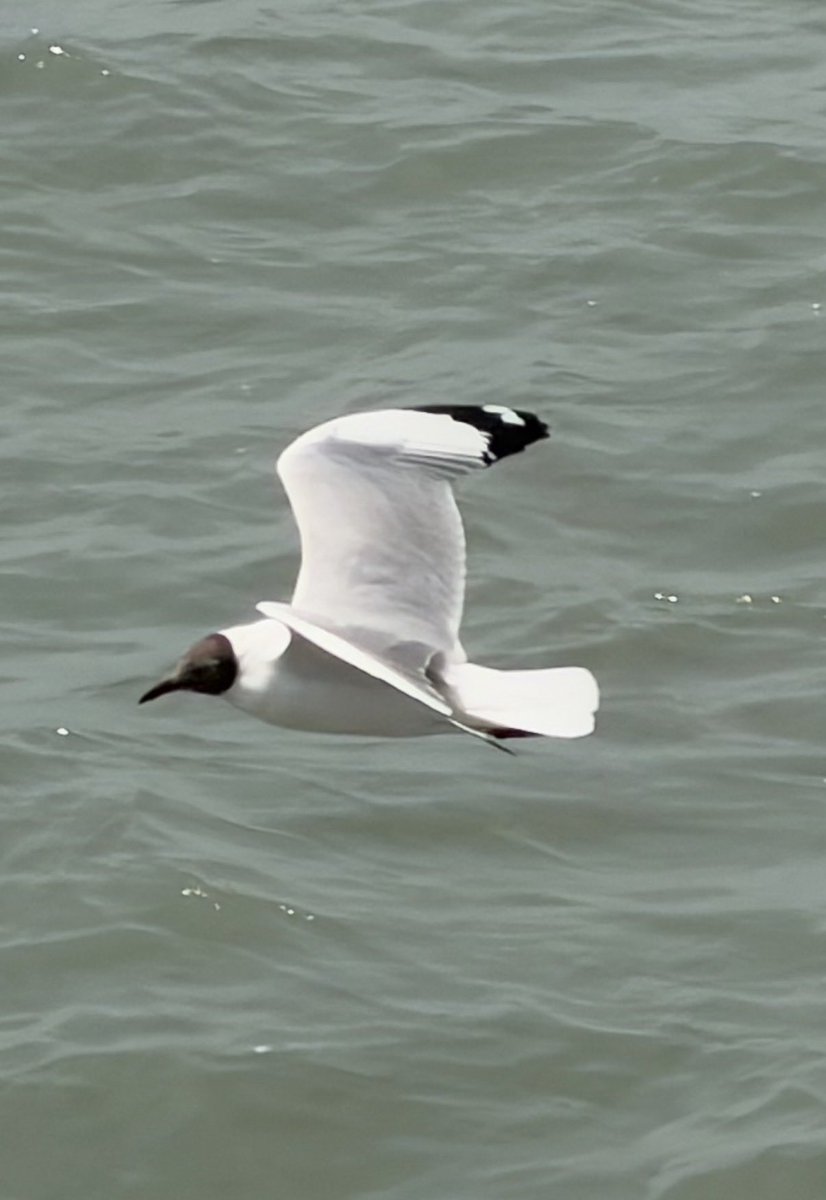 Ramesh Narayan tweet media