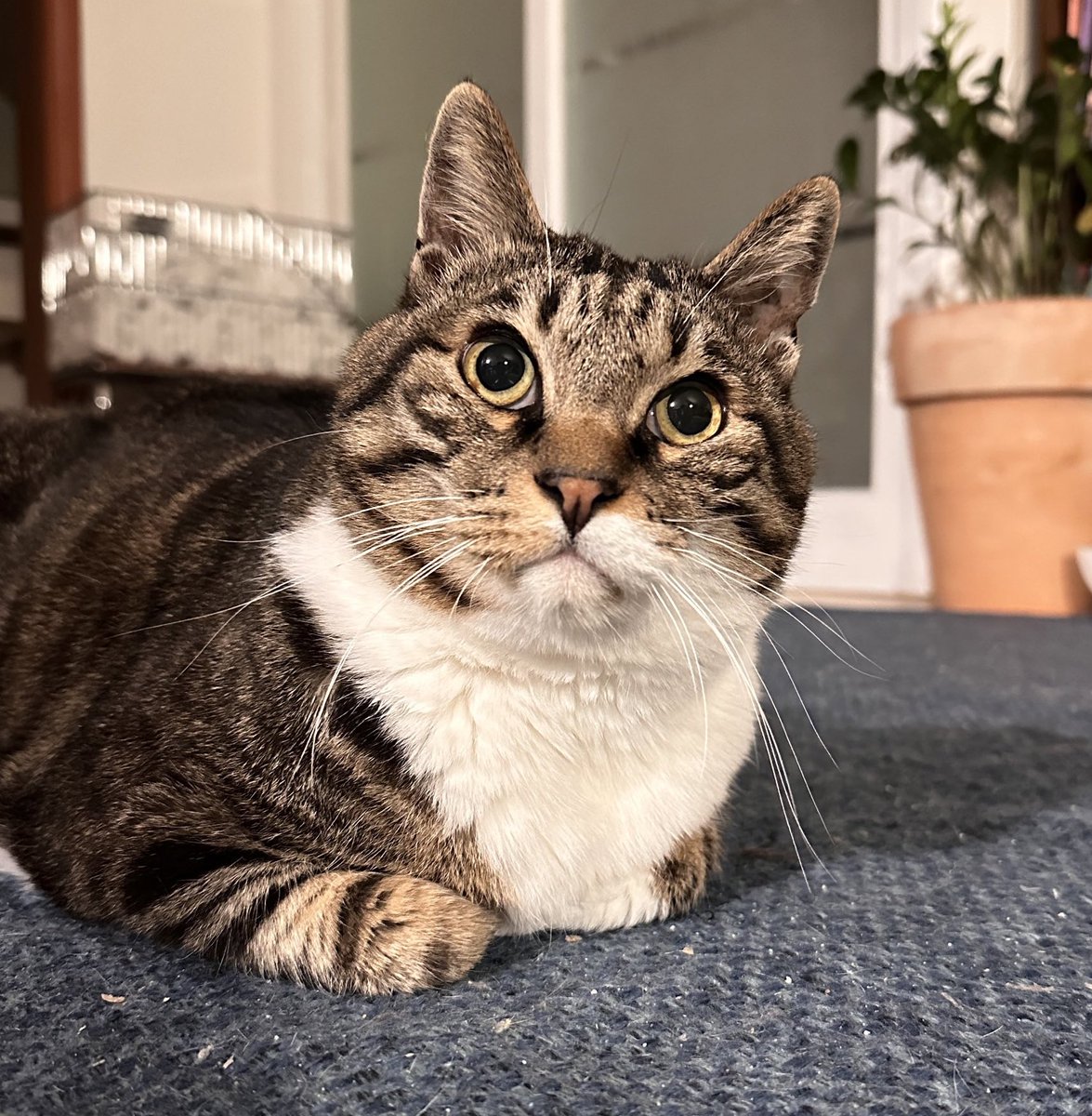 로로네 작업실 tweet media