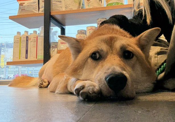 로로네 작업실 tweet media