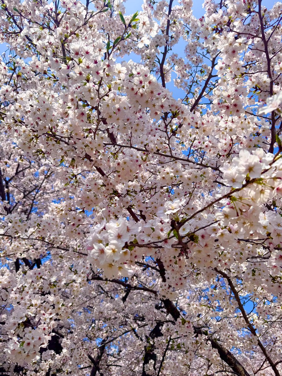 お花見日和🌸