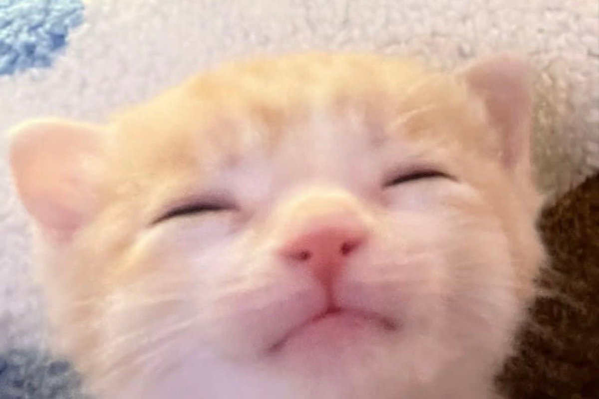 megs🐾 tweet media