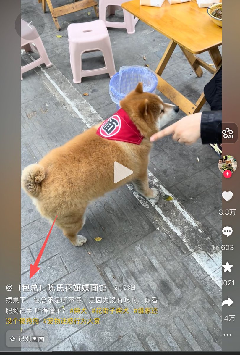 全网新晋狗子顶流
这段狗狗随手拍视频已成全网新一代顶流，刷屏各大平台。胖成刀盾的狗子抖音爆火500w点赞。，转发超 50 万，话题阅读量破亿。
它因为太胖了，还被主人打广告禁止投喂。
成为近期最火的萌宠爆款，霸占抖音热榜多日，堪称动物界新晋流量王。
有名字，很meme