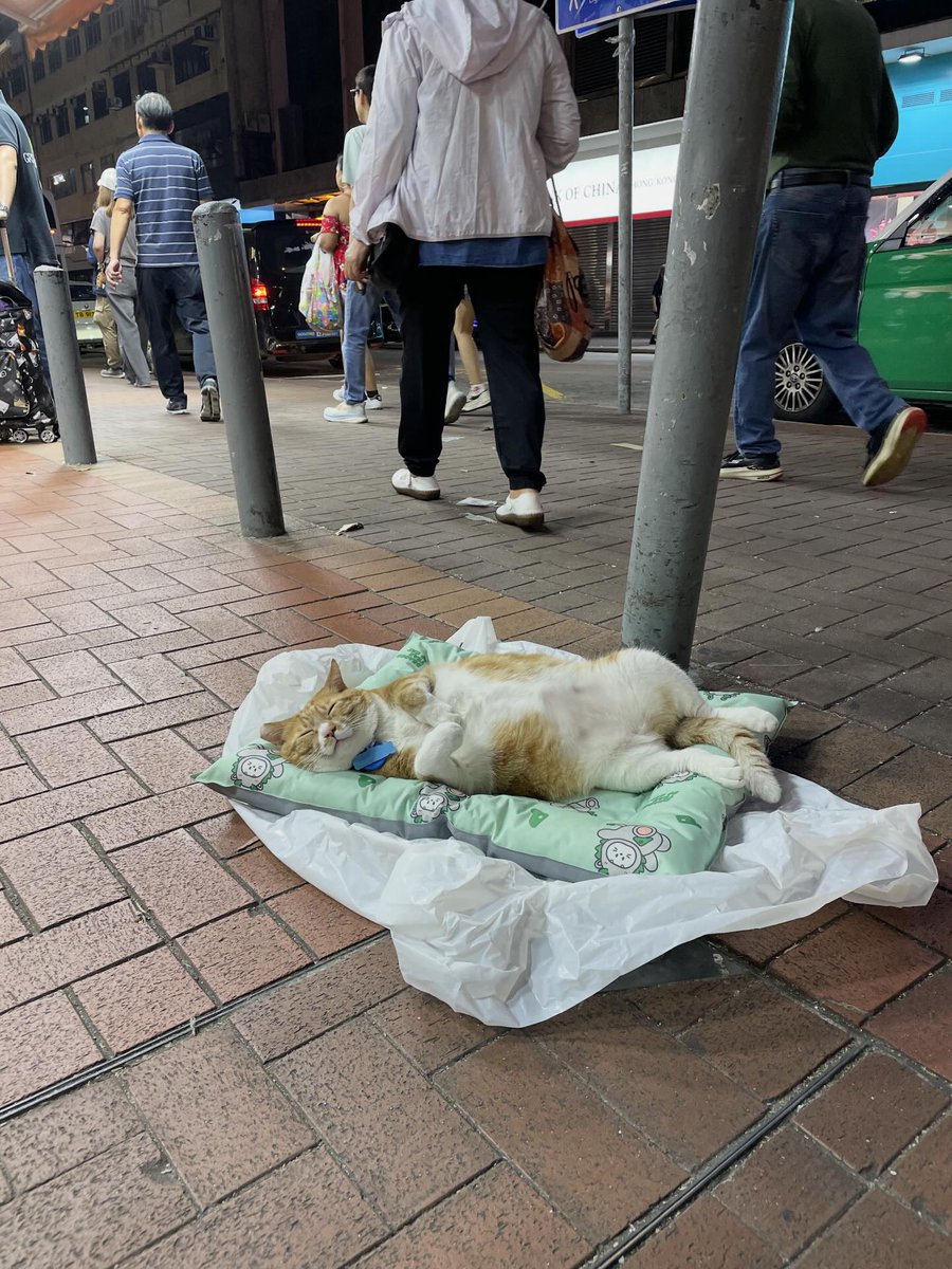 animalland7's tweet image. 冷たい地面で寝ている野良猫を見て、そのまま通り過ぎることができませんでした
#犬好き #doglover #子犬 #cutedog #犬スタグラム #cat  #cats  #kitten #猫  #子猫  #猫好き