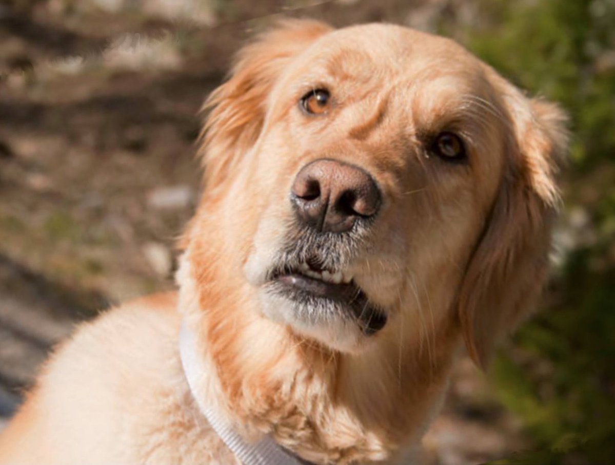 Retired Elder Rex M.E Midzi tweet media