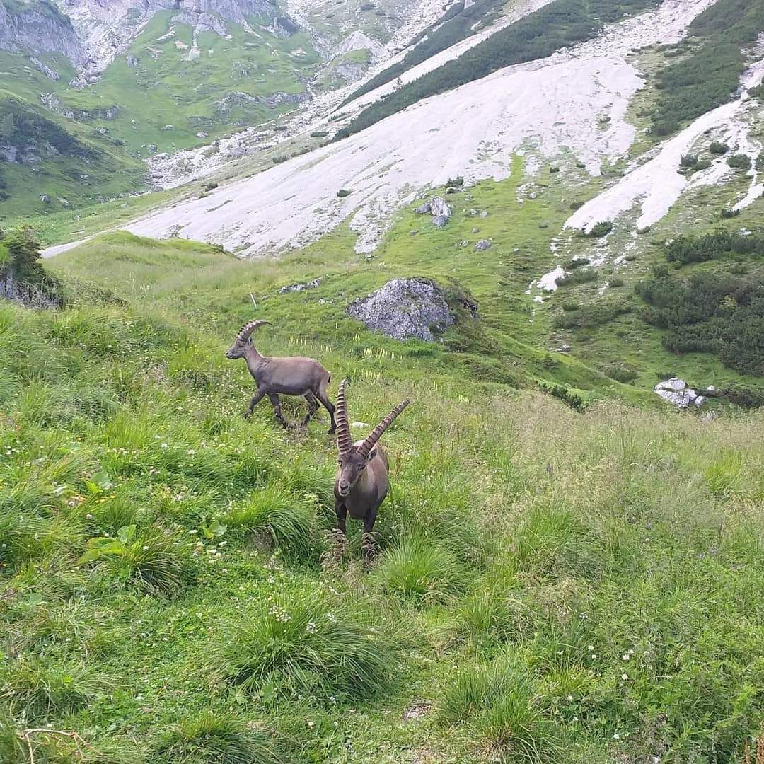 Dolomiti Friulane tweet media