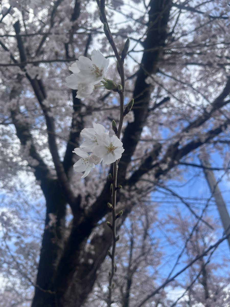 バイト向かう途中に見つけた桜🌸