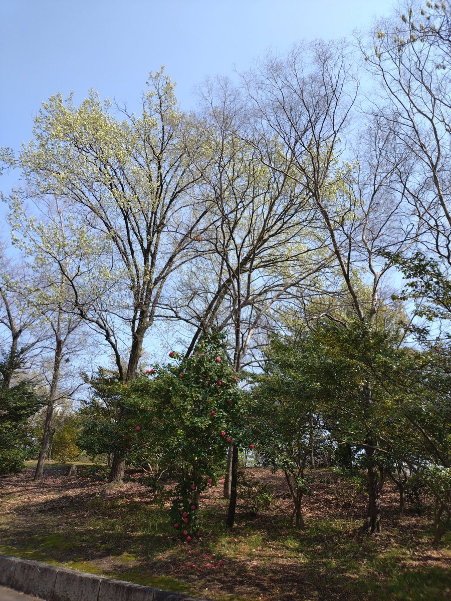 本日(4月2日・木曜日)、京都市南端、晴れ。風少しあり。当てにしている某俳句雑誌の原稿料、そろそろ振り込まれているかと期待して下ろしに行ったが入金なし。がっかり。また明日、下ろしに行こう。
#原稿料