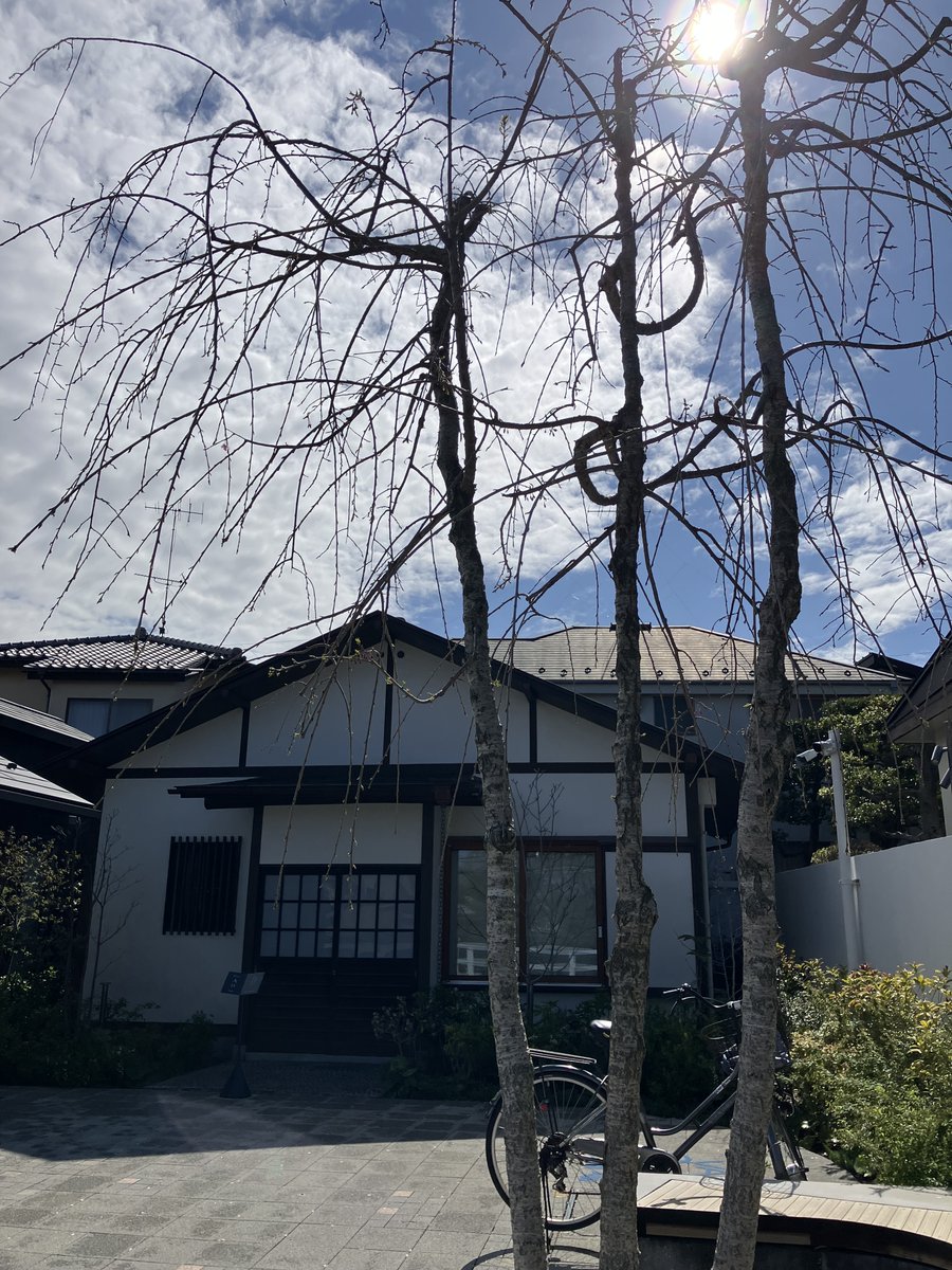 YoshimuraMitaka's tweet photo. ＼庭便り／
雨の天気から一転した晴れ間により、書斎のシンボル、しだれ桜の花が１輪咲きました。これから満開まで楽しみにしながら、読書を楽しみにご来館ください。

#書斎 #庭 #しだれ桜 #読書 #吉村昭 #津村節子 https://t.co/uqe0S2Tyw2