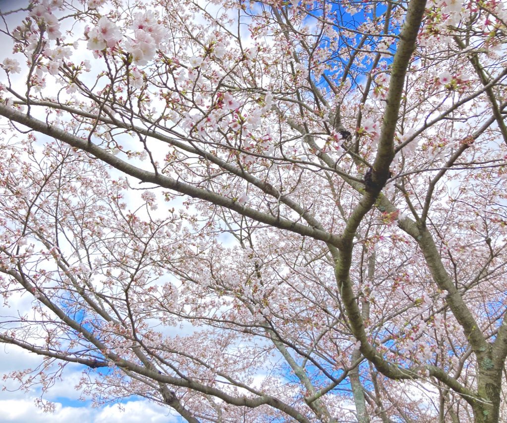 ( ◜ω◝ ) tweet media