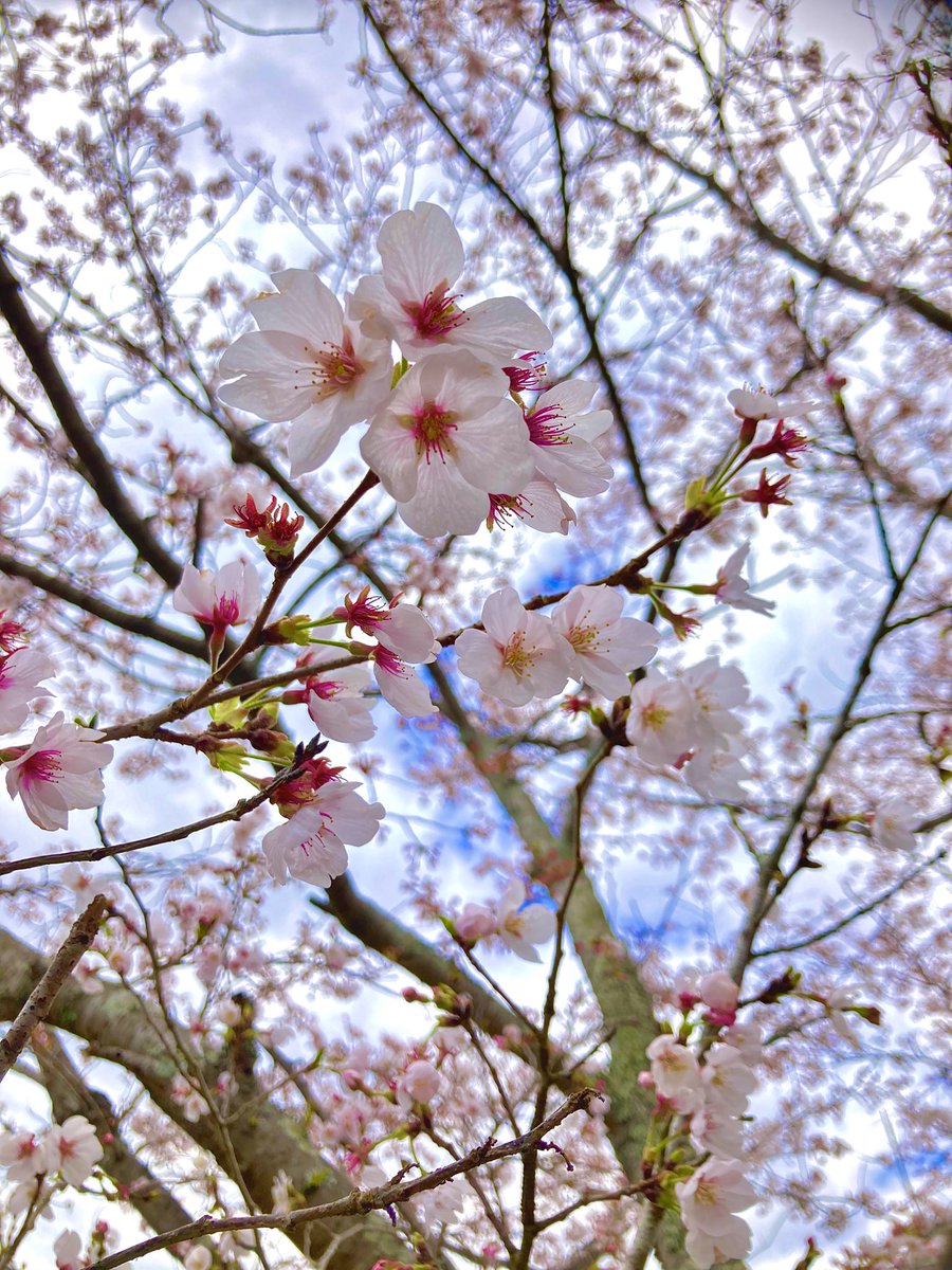 ( ◜ω◝ ) tweet media