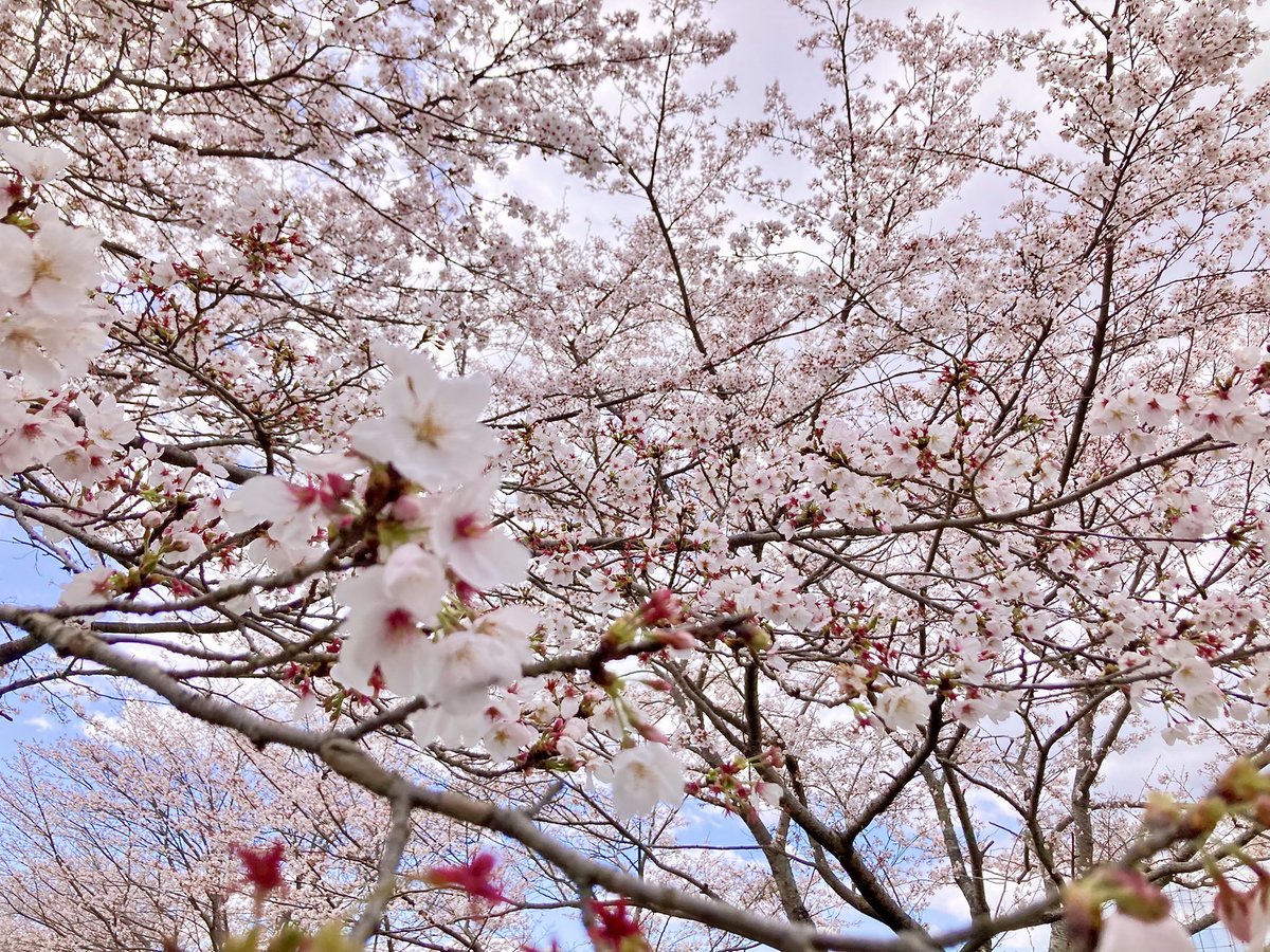 ( ◜ω◝ ) tweet media