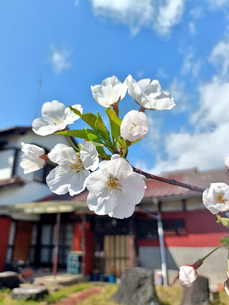 アカリンゴ🍎Cooking tweet media