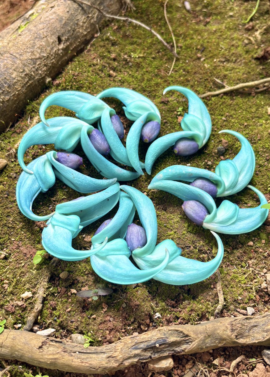 園内を散歩していると、足元に素敵な贈りもの。
ヒスイカズラの花で、可愛らしく作られていました。
お客様が作ってくださったのでしょうか。
心があたたかくなる瞬間でした😊
#熱帯ドリームセンター #ヒスイカズラ