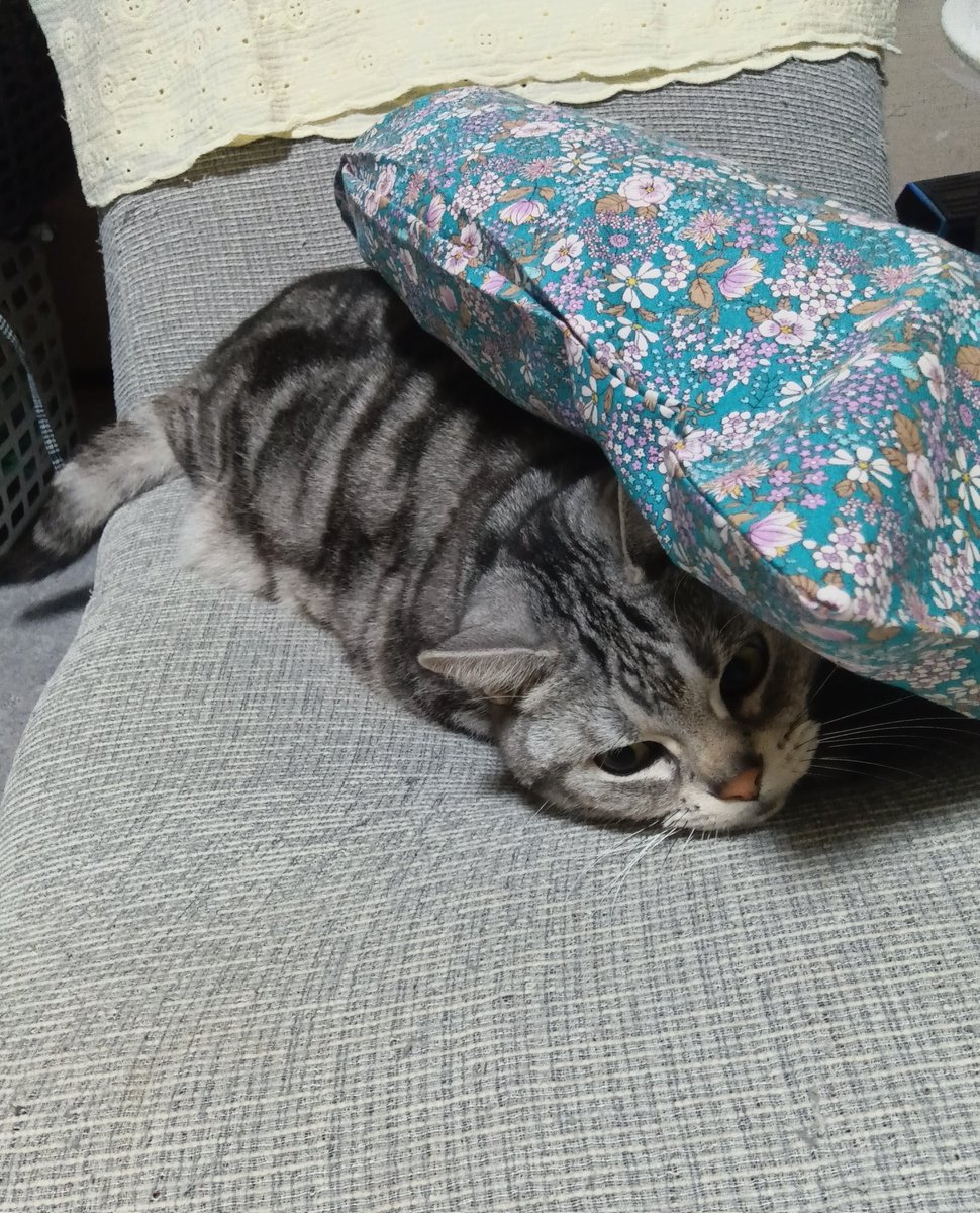 31クレープ tweet media