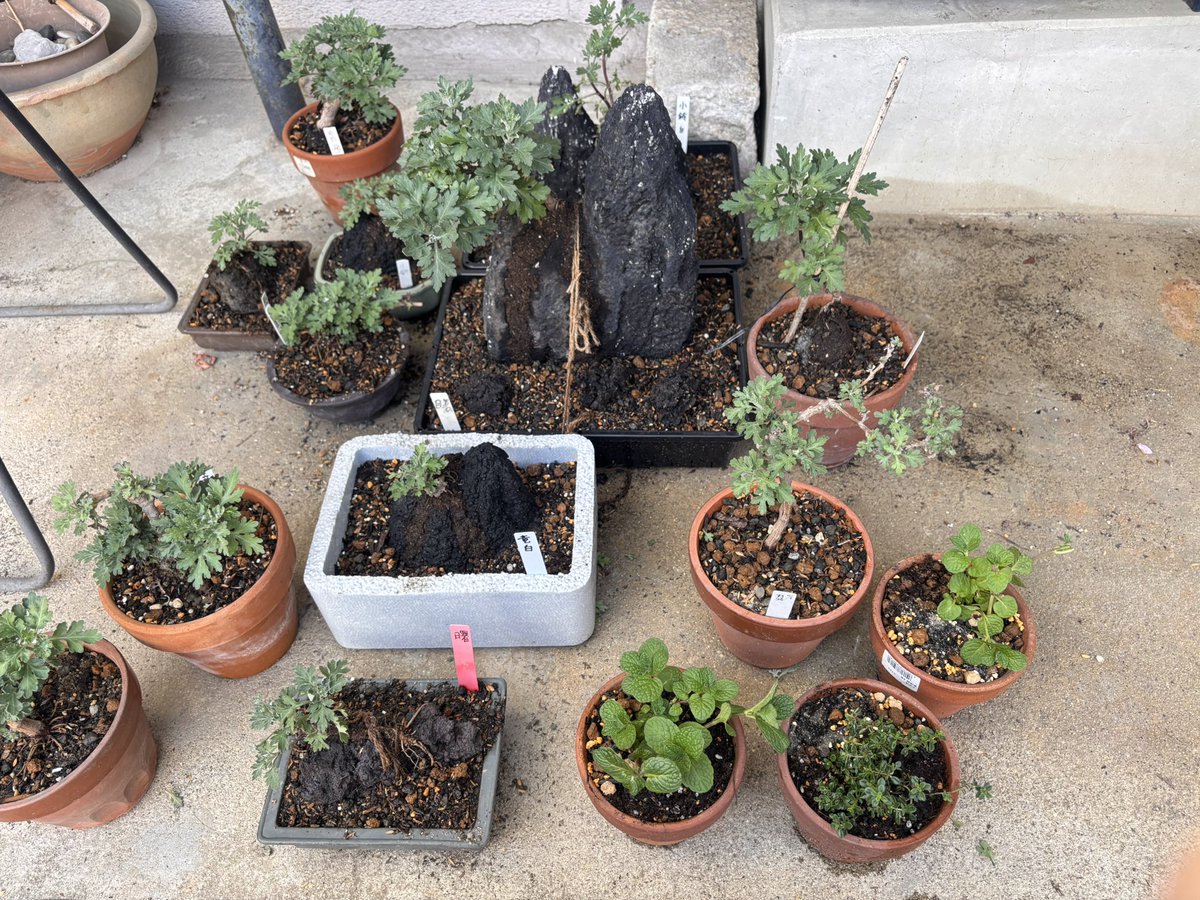 Elu🐟エリュ_RUNTEQ72期b tweet media