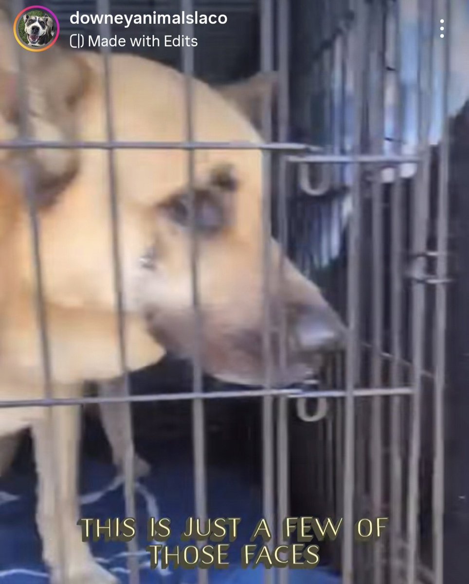 Maple 🐕 🎹 🎸 💙 tweet media