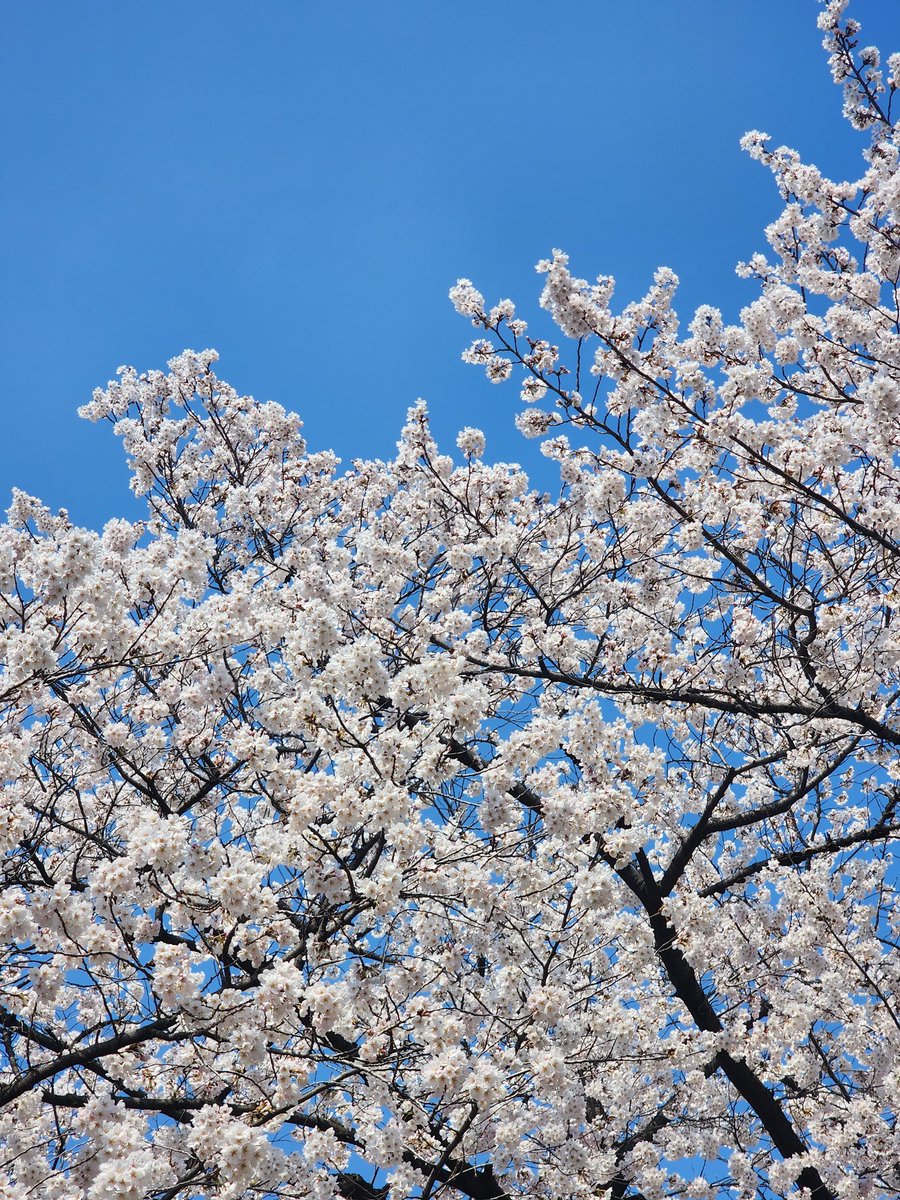 태주의현, 꽃놀이 가자.
봄이야🌸