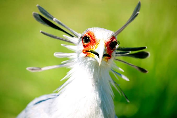 Rude Haako tweet media