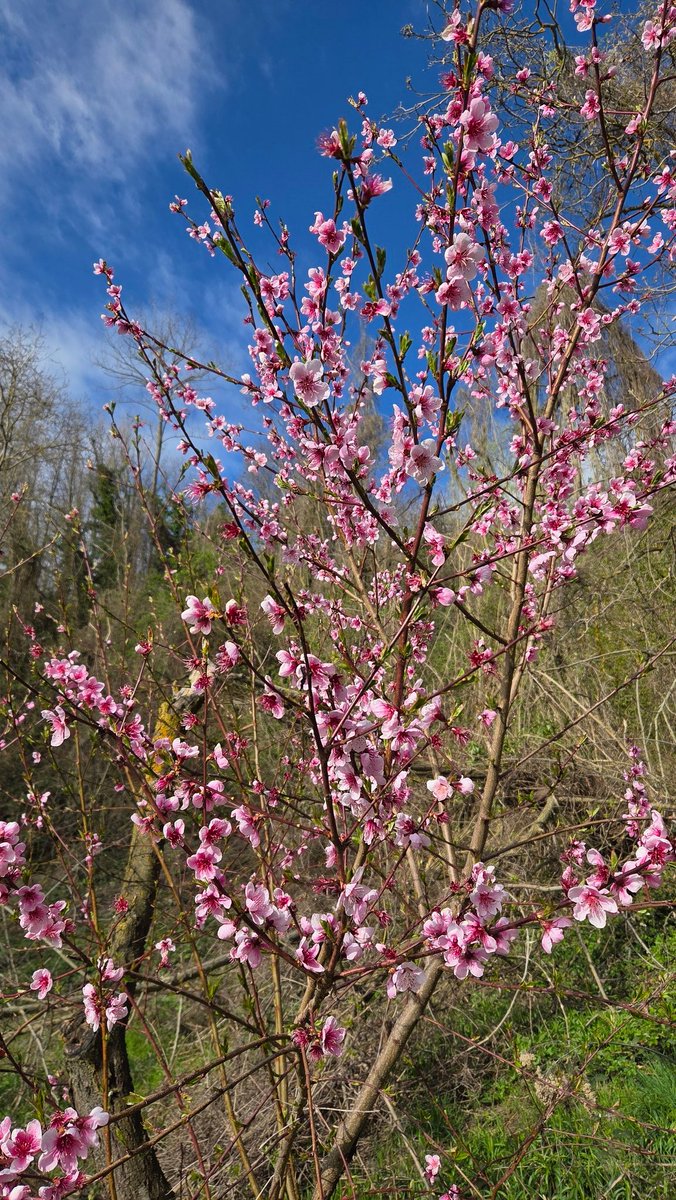 Simonetta tweet media