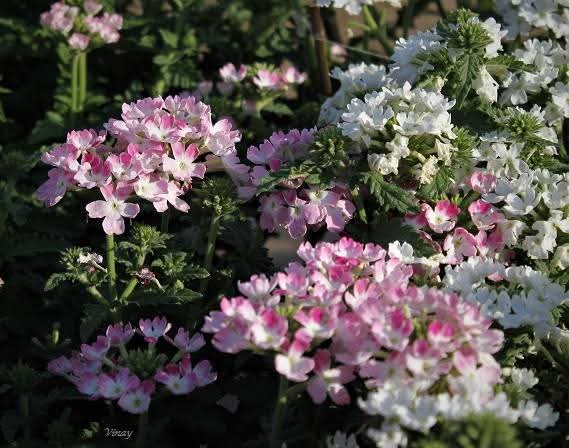 vinatewa_vinay's tweet image. Good morning, friends 🌻

Bloom and shine like these little twinkling stars ✨💫✨🌿🌷🌿

#theme_pic_India_flowers #naturelove #FlowersOfX