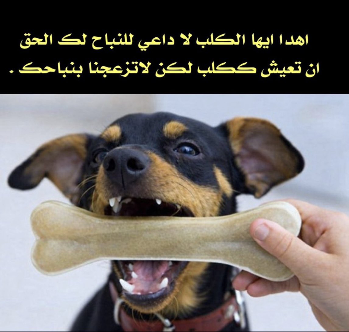 ma556689's tweet photo. يا خدمي 

            ي رخمه  ي جزمة

كل تراب 

مياو 🐈‍⬛ 
🐈‍⬛🐈‍⬛🐈‍⬛🐈‍⬛🐈‍⬛🐈‍⬛🐈‍⬛🐈‍⬛🐈‍⬛ https://t.co/sjSy6raSgO