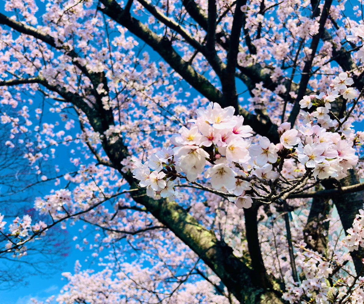 きっころ🧸🫧 tweet media