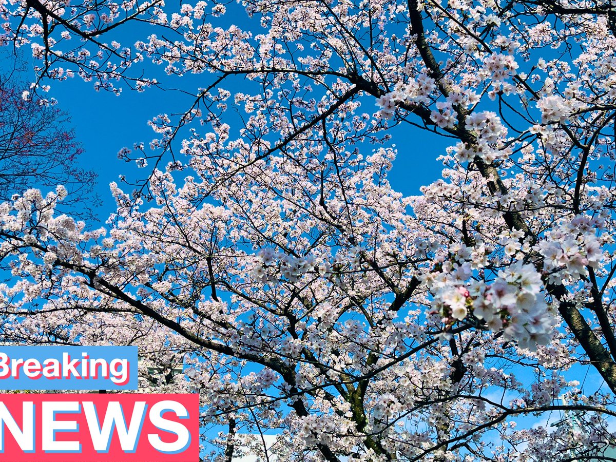 きっころ🧸🫧 tweet media