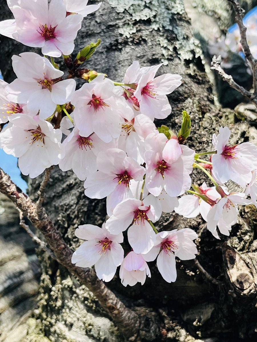 きっころ🧸🫧 tweet media