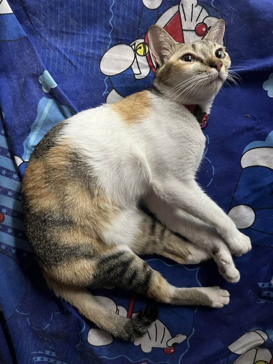 Th2svTil's tweet photo. #猫 #cat #catcute #KittenLove https://t.co/OR5SN8uVtn