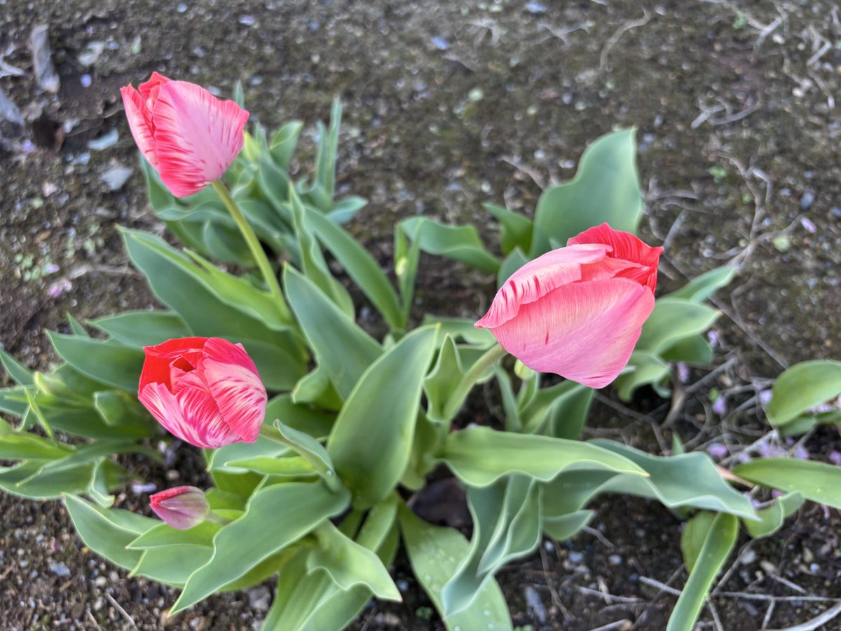 すっぱか@PUBG垢 tweet media