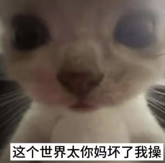 钻石猫｜DiaMeow tweet media