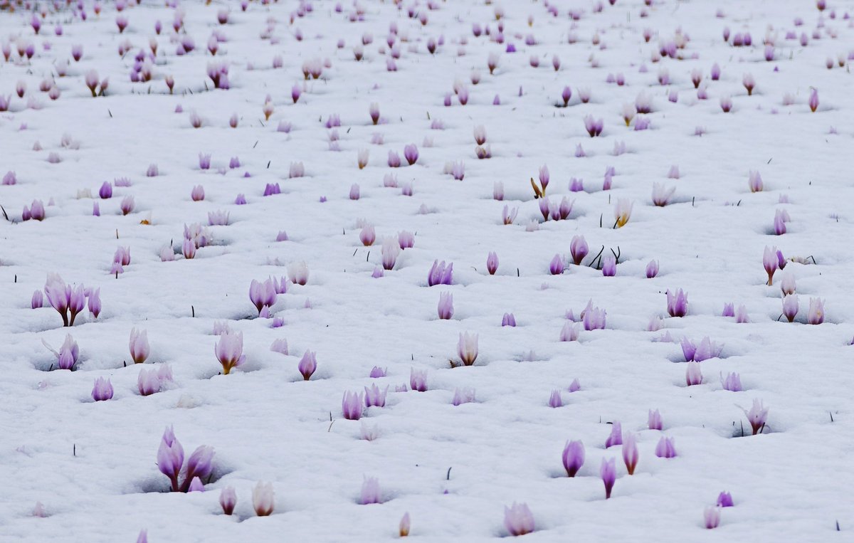 GardenGlow_'s tweet image. Aren't the crocuses welcoming spring amidst the snow magnificent?
#naturelove #flover