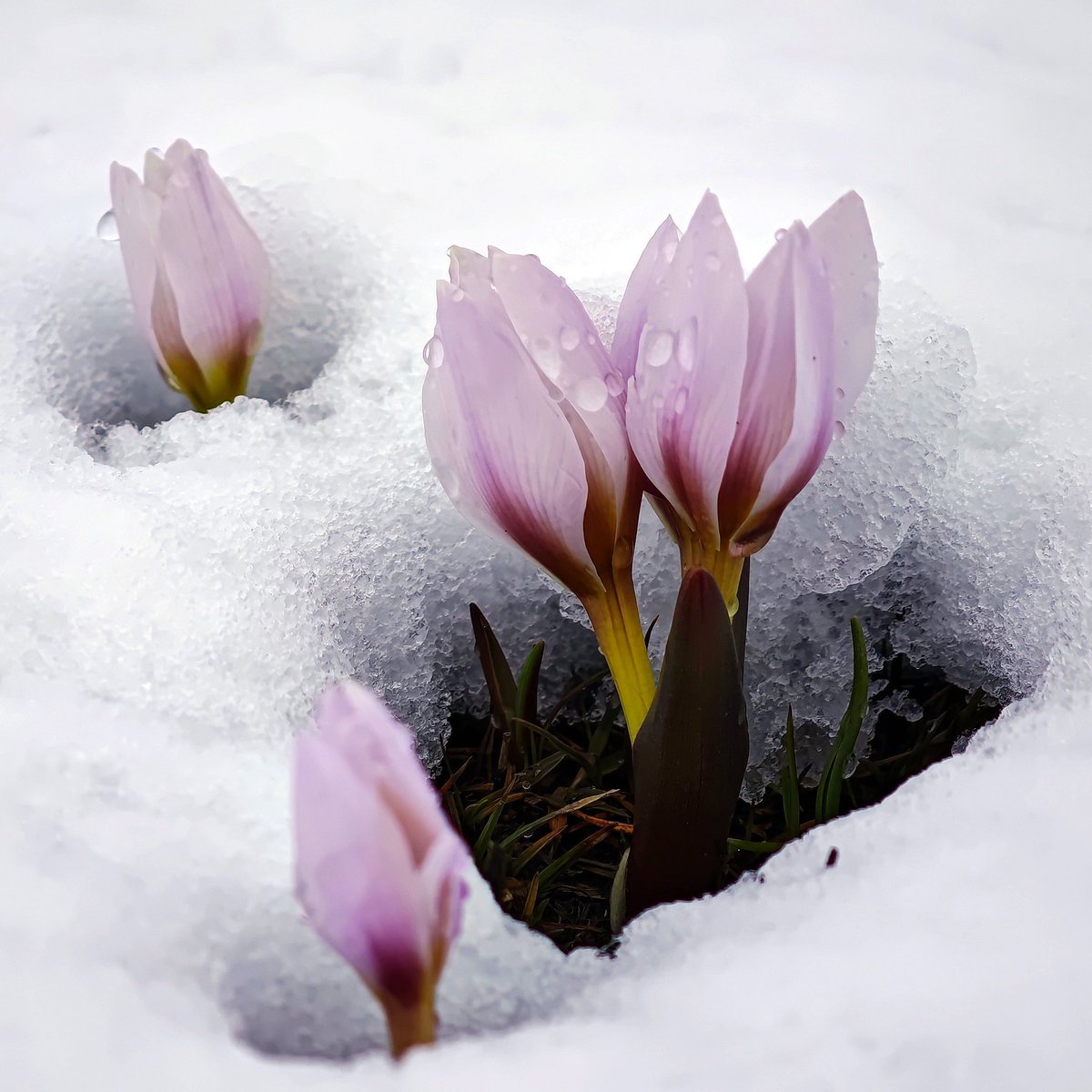 GardenGlow_'s tweet image. Aren't the crocuses welcoming spring amidst the snow magnificent?
#naturelove #flover