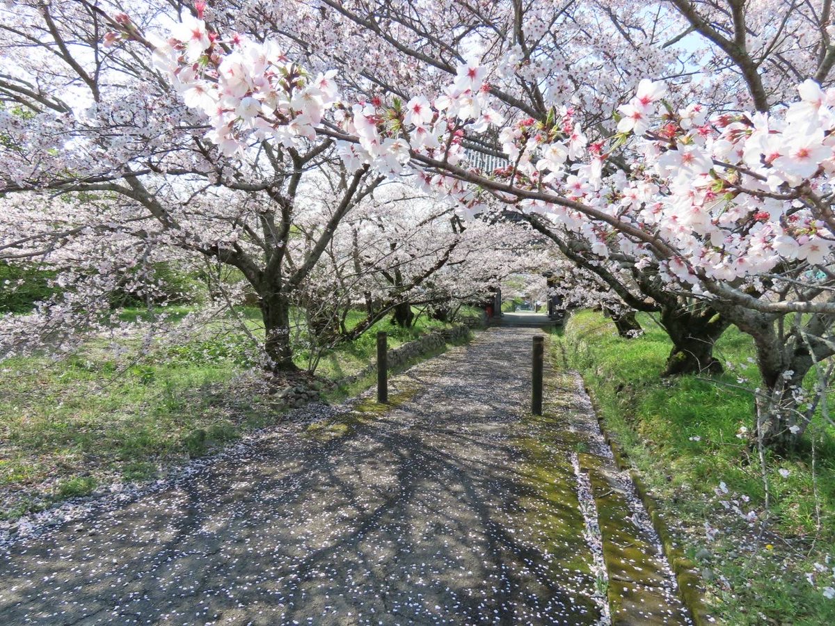 kumadaniji's tweet photo. 熊谷寺の染井吉野や枝垂れ桜が、今年の最盛期を迎えました。今週末までは、咲き誇る花と桜吹雪の中で楽しめることかと思います。
#四国霊場　#桜　#お花見 https://t.co/VuR0VuBpoI