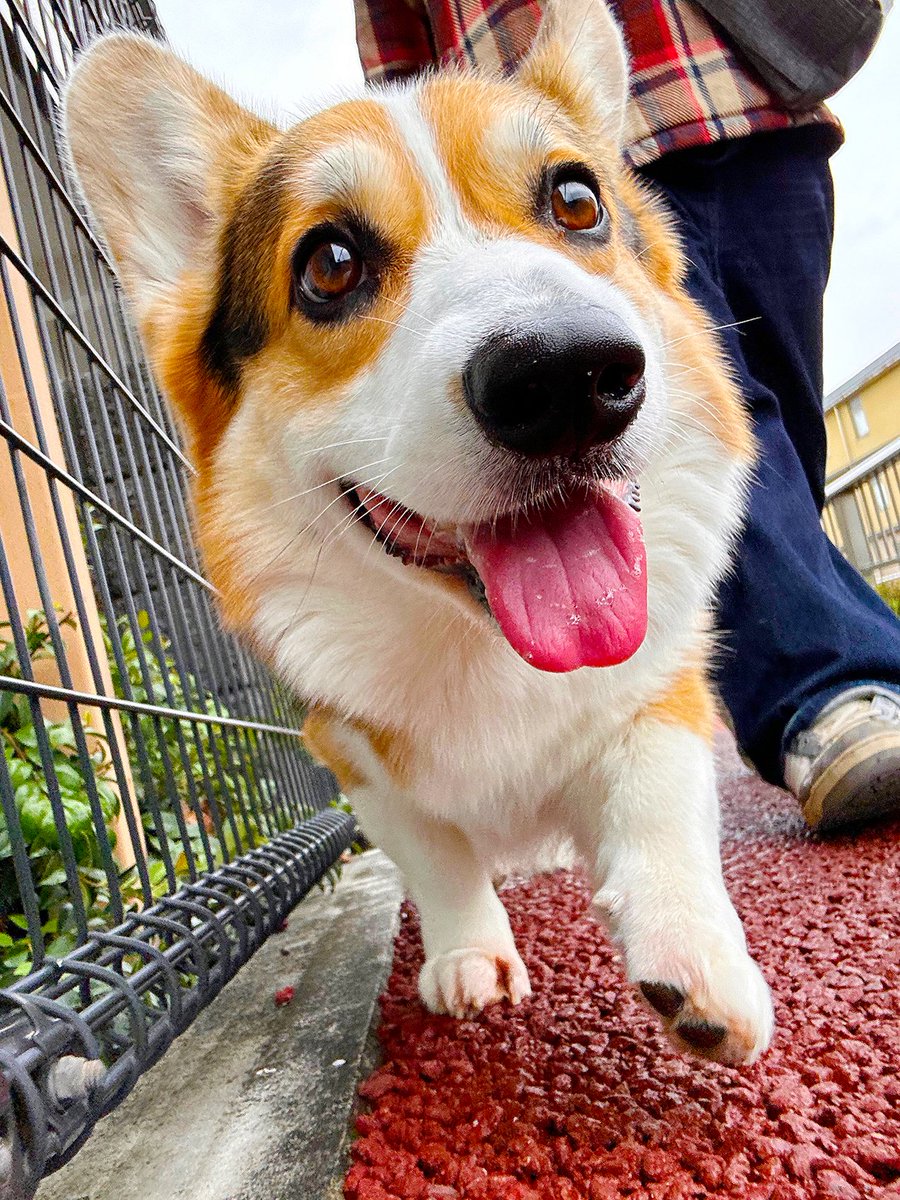 やなぎ tweet media