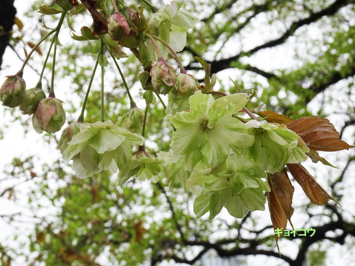 新宿御苑　自然情報 tweet media