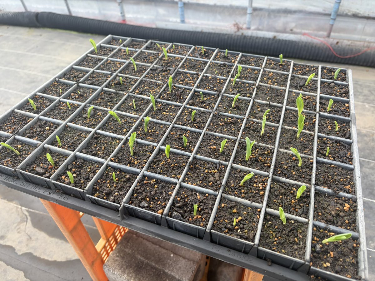 スプ・ル・スプラ tweet media