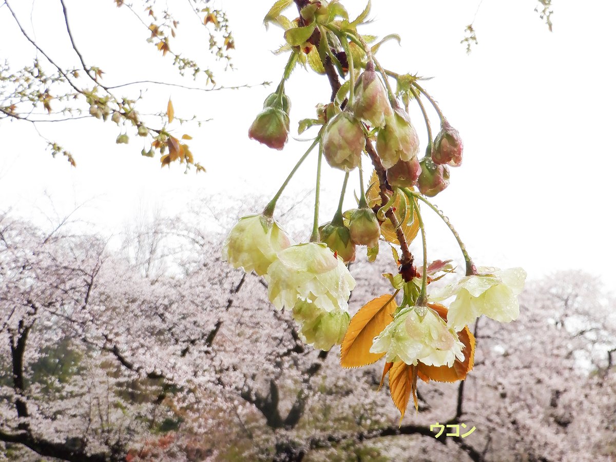 新宿御苑　自然情報 tweet media