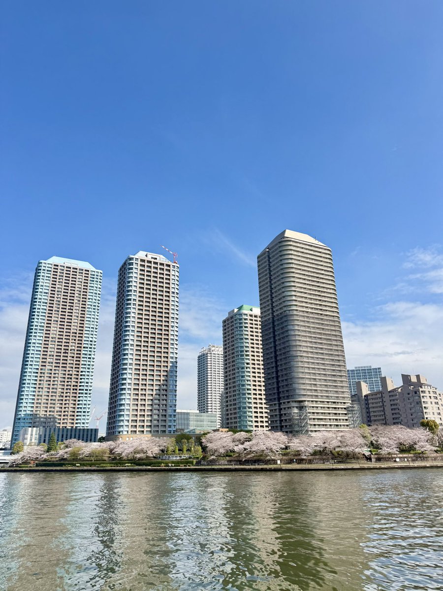 晴れました＼(^^)／ 隅田川沿いのサクラまだキレイです?