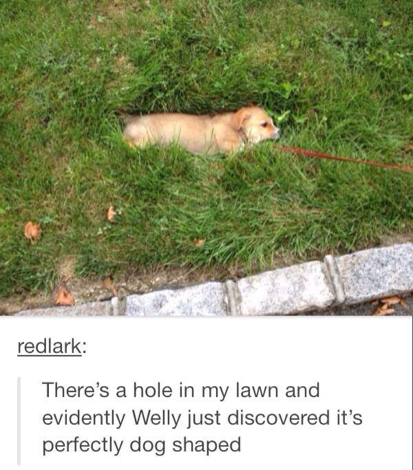 caninepoetry tweet media