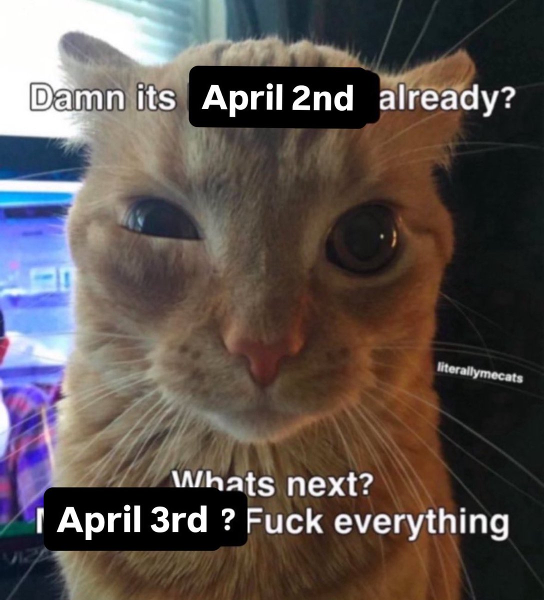 LiterallyMeCats tweet media