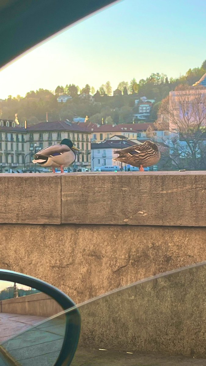 Gurfa 🌶️ tweet media