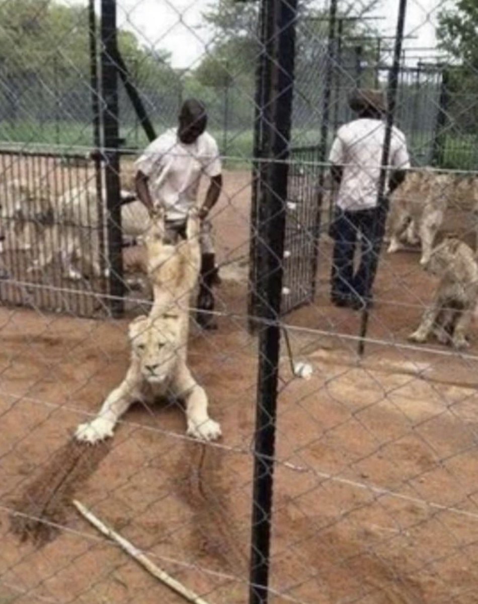 insane poses tweet media