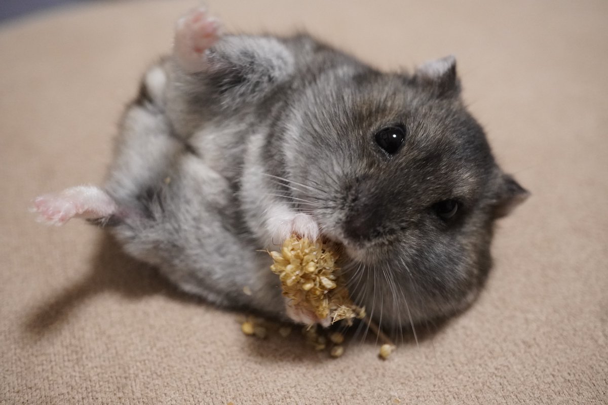 𝙃𝙖𝙢☆𝙎𝙩𝙖𝙧 tweet media