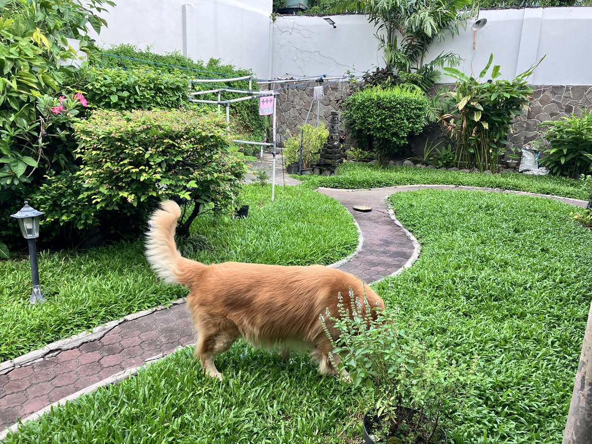 dhaniwidjaya's tweet photo. @sby_workerspt #pasarbesar
Dijual rumah di tengah kota Surabaya.
Jln. Kapuas no. 41
Spec.
Luas tanah 685 m2
Luas bangunan 252 m2
KT 5+1
KM 2+1
Listrik 6600 Kwh
PGN
SHM
30 M (nego)
Desc.
Lingkungan aman, bebas banjir, 100M dari jalan utama Darmo, tengah kota Surabaya. https://t.co/iToJenzUXT