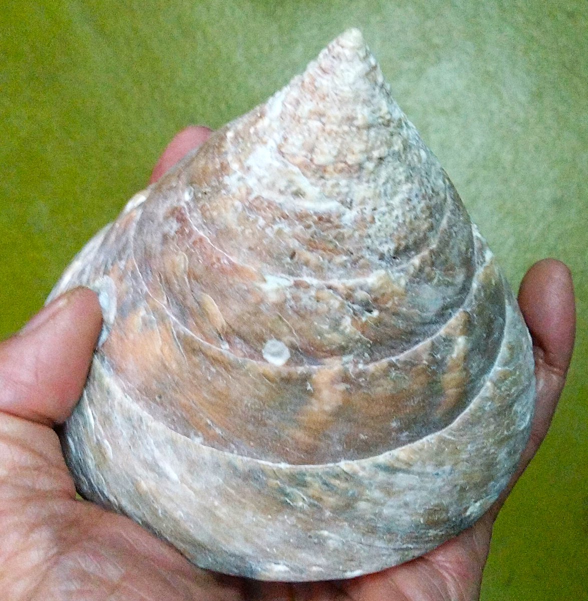 Turbjoke Museum tweet media