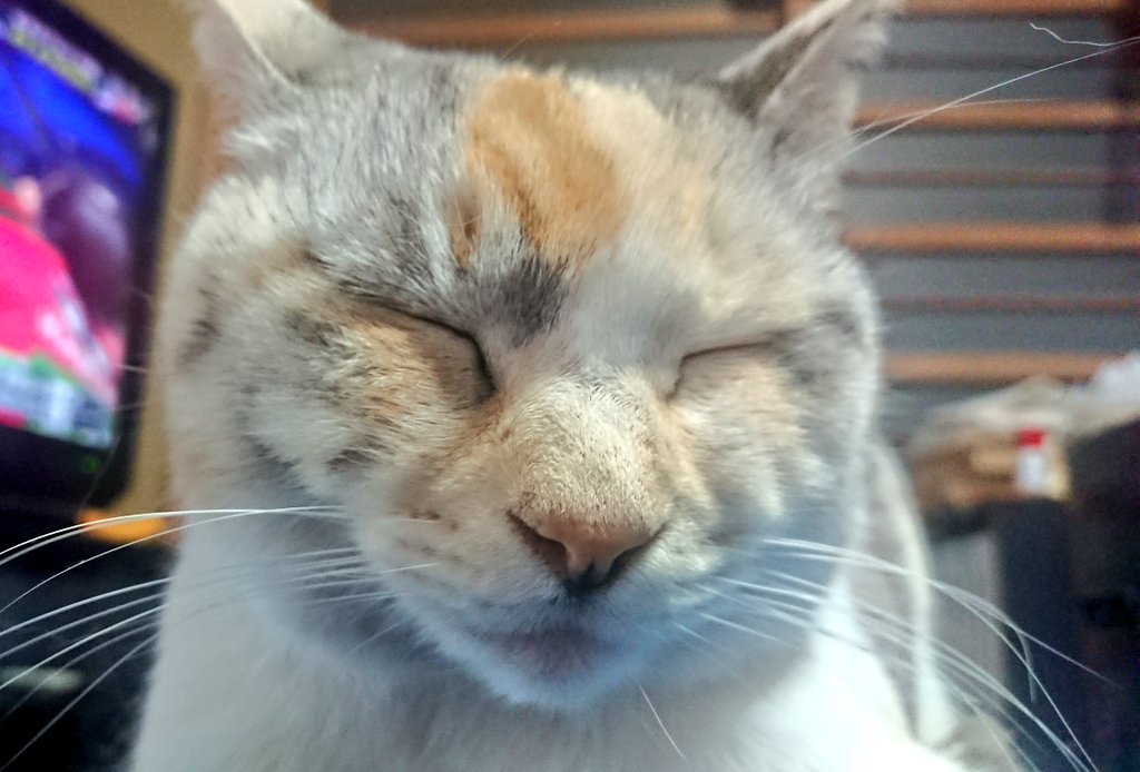 すぺしうむぜぺりおん tweet media