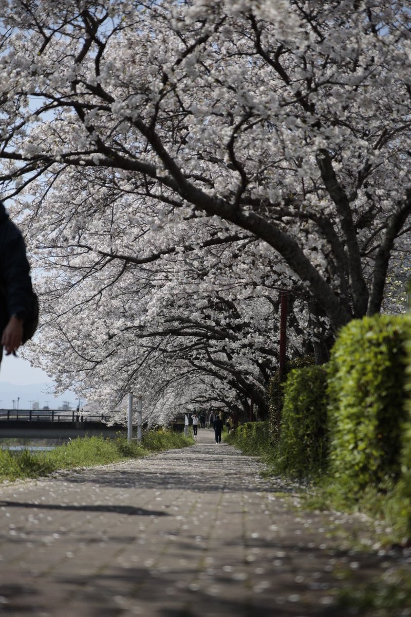 日の丸🇯🇵絶景でチョメり隊🙋 tweet media