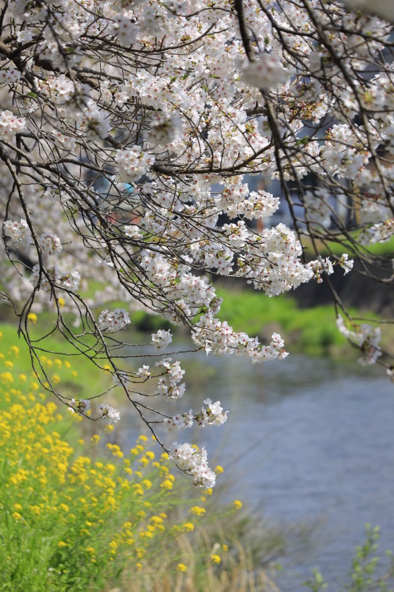 日の丸🇯🇵絶景でチョメり隊🙋 tweet media