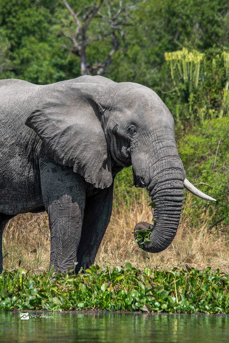 Jpo photography tweet media